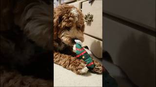 12 DAYS OF GIFTS FOR DOGS DAY 6 Dog Advent Calendar [upl. by Shelden]