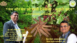 तन और मन को शांती देनेवाला  सुगंधी चंदन  Santalum album LWhite Sandal Wood [upl. by Conner]