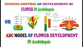 ABC MODEL OF FLOWER DEVELOPMENT IN Arabidopsis [upl. by Lebasiairam535]