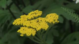 How to Grow and Prune Achillea Yarrow [upl. by Strep]