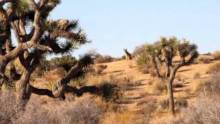 Coyote yelping in daylight Joshua Tree Park Christmas Day 2011 [upl. by Lightfoot115]