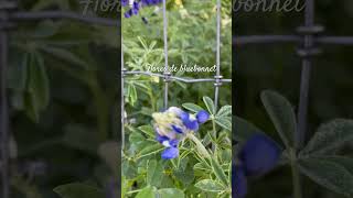 Bluebonnet nature flores colores [upl. by Solomon46]