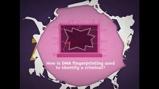 KS3 Activate 3 Kerboodle Explaining DNA fingerprinting [upl. by Nadnal845]