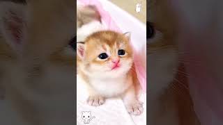 cute kitten😊🥰viralvideo shorts foryou cat funny petlover pets [upl. by Dustan]