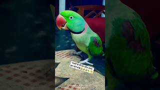 parrot birds sound pets parrottalking talking viral shorts love videoyt alex ranchosona [upl. by Erasme716]