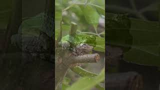 Play this outside at night and wait for it nature wildlife frogs naturelovers nightsounds [upl. by Los]