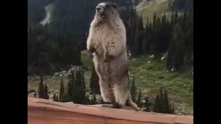 Marmotta che urla quot BUON ANNOquot [upl. by Higgs]