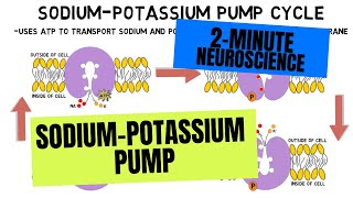 Sodium  Potassium Pump  with animation [upl. by Francisco417]