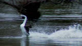 Clarks and Western Grebe [upl. by Lonee]