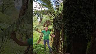 Massive tree fern dicksonia gardening fern arboretum explore adventure ideas exotic [upl. by Normalie543]