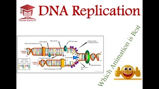 DNA Replication  Comparison of 03 Excellent Animations  Genetics [upl. by Odlaw]