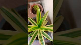 indoor plant video gardenplants nature [upl. by Anthony95]