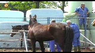 Fokkerij wil in beslag genomen paarden terug [upl. by Natalina]