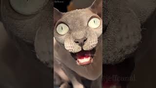 The cutest meow shortvideo funny funnypetschannel cat petschannel pets yourcat funnycats [upl. by Enidan]