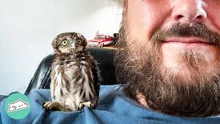 Man Saves 4 Baby Owls From Vent Now Theyre a Flock  Cuddle Buddies [upl. by Lraep]