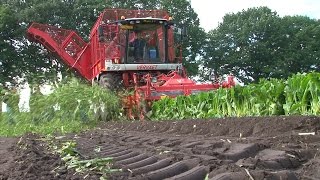 Demonstratie oogsten van cichorei  wwwakkerwijzernl [upl. by Raclima254]