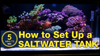 Saltwater aquarium setup  A simple easy guide in 5 minute steps [upl. by Adlare]