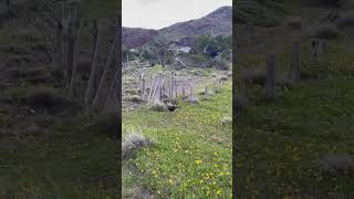 CARANCHO BIRD DANCING CUMBIA IN EL CHALTÉN PATAGONIA cumbia bird patagonia [upl. by Esylle302]