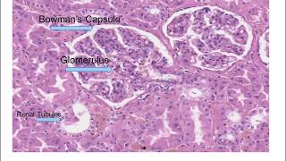 Histology of the Kidney [upl. by Laughton138]