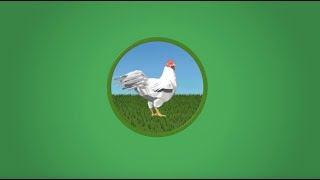 Chicken Full Stream Valorization an illustration of our Symrise Circular Economy approach [upl. by Finzer]