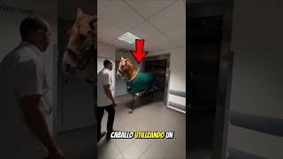 El Caballo Inteligente que Visitaba a los Pacientes 😢❤️ [upl. by Naivaf12]