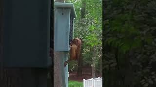 Backyard Birds Nuthatches amp Wren Enjoy the Suet Feeder [upl. by Ahseikan]