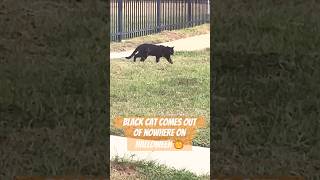 blackcat appears out of nowhere on Halloween 🎃 explore views short fyp [upl. by Olimreh]