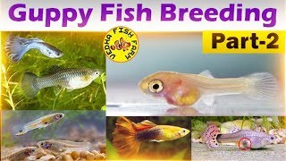 Guppy fish breeding Part 2 Tamil [upl. by Freed]