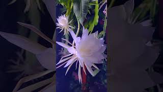 Night blooming cereus produces the most intoxicating scent Check out this rare bloom ✨️ [upl. by Heins]