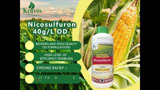 Nicosulfuron  Selective herbicide  Corn herbicide [upl. by Jecon]