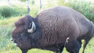 BEST Buffalo Mating Grunt 2 Yellowstone National Park [upl. by Lanos153]