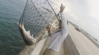 Catching Redfish With Live Mullet At Matanzas Inlet Catch amp Released [upl. by Deina]