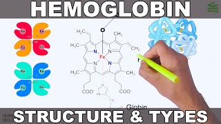 Hemoglobin  Structure and Types [upl. by Arrim641]