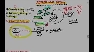 Adrenergic Drugs  Part 1  sympathomimetic drugs  Catecholamines  Autonomic Pharmacology  Bangla [upl. by Aizek]