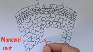 How to draw transverse section of monocut root  Labelled diagram of monocut root [upl. by Oiromed127]