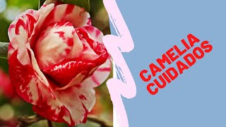 APRENDE LOS CUIDADOS BASICOS DE LA CAMELIA COMO SEMBRAR CAMILAS [upl. by Saoj]