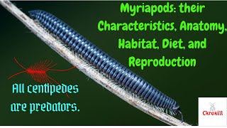 Myriapods their Characteristics Anatomy Habitat Diet and Reproduction [upl. by Letnahs]