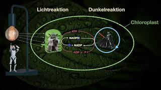 Die Dunkelreaktion  lichtunabhängige Reaktion  Calvinzyklus der Photosynthese Abiturwissen [upl. by Ennaul108]