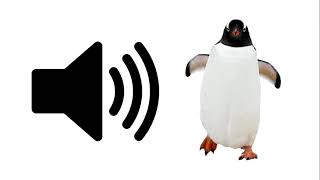 Penguin  Sound Effect  ProSounds [upl. by Jehanna]