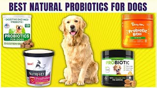 7 Best Probiotics for Dogs🐶Vet Recommended Natural Probiotics [upl. by Flin105]