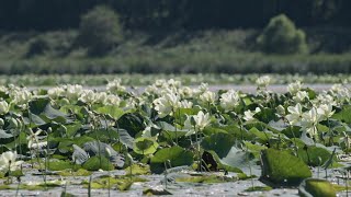 Wetlands Havens of Life [upl. by Cohn]