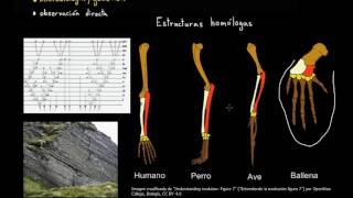 Evidencias de la evolución  Biología  Khan Academy en Español [upl. by Ennaylloh]