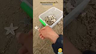 Rescue mission over 100 starfish safely returned to their home 🥺 [upl. by Ahsiaa786]