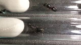 Mystery Camponotus vs C modoc C laevigatus C vicinus and C quercicola [upl. by Assilen942]