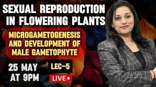 Sexual Reproduction in Flowering Plants  Microgametogenesis  Development of male gametophyte [upl. by Etteniotna]