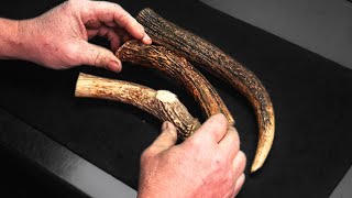 How to EASILY restore color to Stag and Deer Antler [upl. by Thun481]