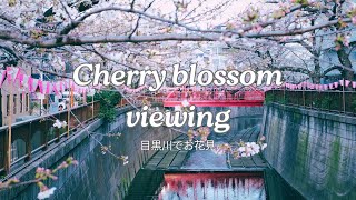 Cherry blossom viewing  目黒川でお花見  中目黒  東京  目黒  桜  不動前  4K  Cinematic Vlog Shot on XS10 [upl. by Mullins]