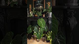 Philodendron Gloriosum plants indoorplants houseplants philodendron gothic darknaturalism [upl. by Conall]