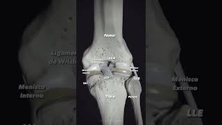 Biomecánica de los Meniscos y del LCP [upl. by Lexy761]