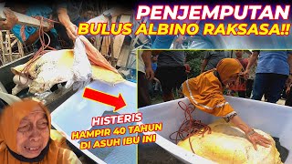 EPS01 BULUS RAKSASA  PILU  GAK TEGA GUE BAWANYATAPI [upl. by Englebert]